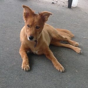 Meet your Posher, Carrie